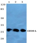 CD30-L (Q103) pAb