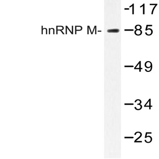 hnRNP M (P43) pAb