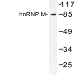 hnRNP M (P43) pAb