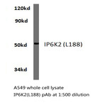 IP6K2 (L188) pAb