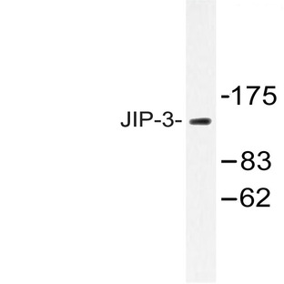 JIP-3 (Q649) pAb