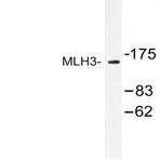 MLH3 (R546) pAb