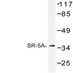 SR-5A (L35) pAb