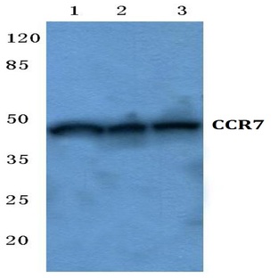 CCR7 (R209) pAb