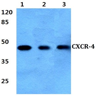 CXCR-4 (V340) pAb