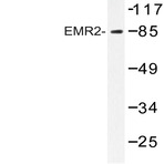 EMR2 (L808) pAb