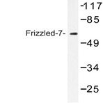 Frizzled-7 (Y87) pAb