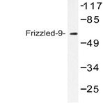 Frizzled-9 (L591) pAb