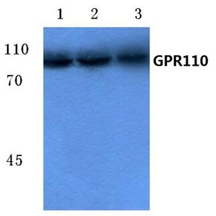 GPR110 (K874) pAb