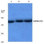 GPR174 (K167) pAb