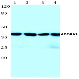 ADORA1 (D326) pAb