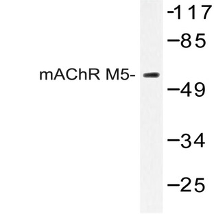 mAChR M5 (L321) pAb