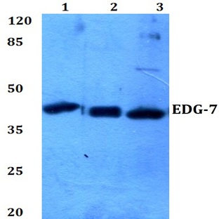 EDG-7 (P324) pAb