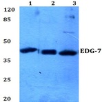 EDG-7 (P324) pAb