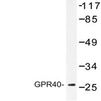 GPR40 (W224) pAb