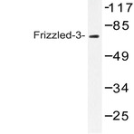 Frizzled-3 (R524) pAb