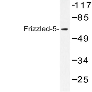 Frizzled-5 (Y500) pAb