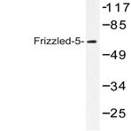 Frizzled-5 (Y500) pAb