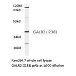 Bs2797_wb