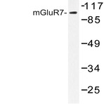 mGluR-7 (K389) pAb