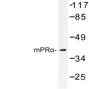 mPR(alpha) (K346) pAb