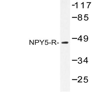 NPY5-R (M264) pAb