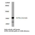 NTR1 (H218) pAb