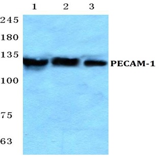 CD31/PECAM-1 (A280) pAb