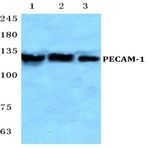 Bs2824_wb