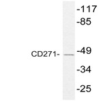 NGFR p75 (K279) pAb