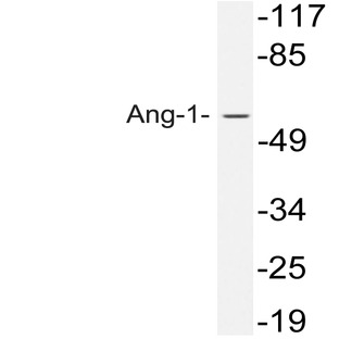 Ang-1 (E207) pAb