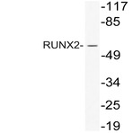 RUNX-2 (N278) pAb