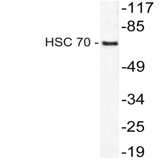 HSC 70 (K251) pAb