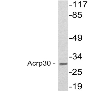 Acrp30 (R55) pAb