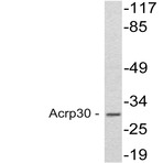 Acrp30 (R55) pAb