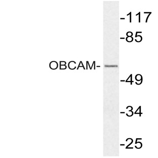 OBCAM (E201) pAb