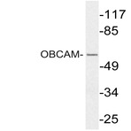 OBCAM (E201) pAb