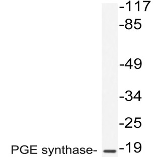 PGE synthase (I79) pAb