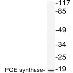 PGE synthase (I79) pAb