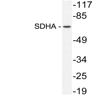 SDHA (R600) pAb