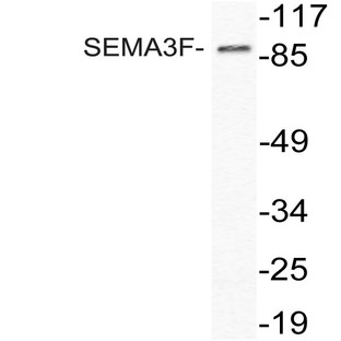 SEMA3F (P783) pAb