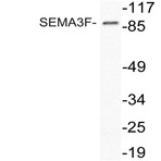 SEMA3F (P783) pAb