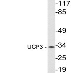 UCP3 (R308) pAb