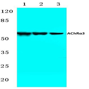 AChR(alpha)3 (L139) pAb