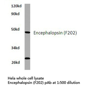 Encephalopsin (F202) pAb