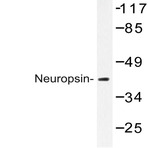 Neuropsin (Q286) pAb