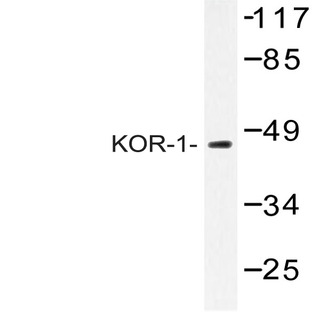 KOR-1 (R361) pAb