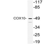 Cox-10 (K147) pAb