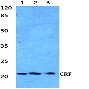 CRF (R153) pAb