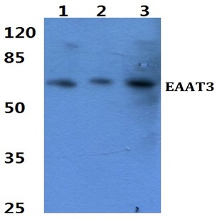 EAAT3 (P171) pAb